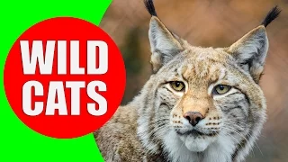 Wild Cats - Felidae and Panterinae - Wild Cat Sounds for Children to Learn