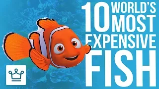 Top 10 Most Expensive Fish In The World