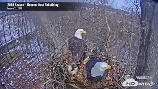 2018 Hanover Eagles - Nest Rebuilding Time-Lapse