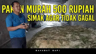 Pakan murah 500 rupiah per kg bikin bisa sebulan sekali | Pemula wajib simak agar tidak gagal