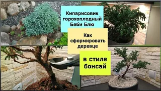 Кипарисовик горохоплодный Беби Блю.Как сформировать деревце в стиле бонсай.