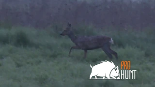 Roe deer in Poland / Chevreuil en Pologne (prohunt.eu)