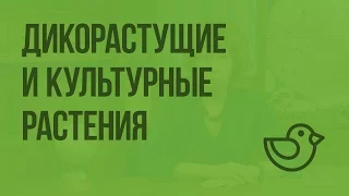 Дикорастущие и культурные растения. Видеоурок по окружающему миру 2  класс