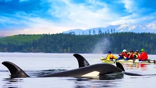 Do Orcas Attack Humans? And How On Earth They Can Eat Moose?!