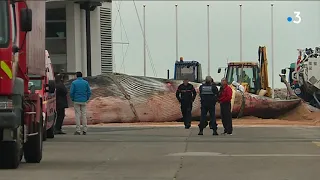 Saint-Cyprien : le rorqual de 17 mètres autopsié à ciel ouvert