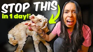 PUPPY BITING STOPPED in ONE day! 🙌 Aggressive puppy biting tips that actually work