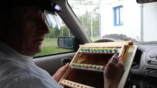 Reproduction of bees | Easy way