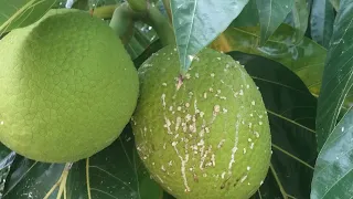 Breadfruit tree fruiting Dwarf