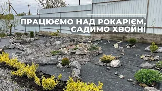 Наша дача. Працюємо над рокарієм, садимо хвойні.