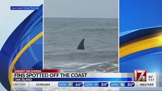 Fins spotted in water off Oak Island