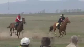 Скачка Беспородные лошади- Райкова 2016  (Лошади-Horse–Animal-racing-конь-смотреть-онлайн-бега)