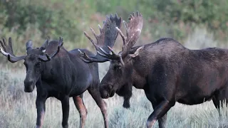 Wildlife Photography-4 massive bull moose come 4 the rut -Jackson Hole/ Grand Teton Park/Yellowstone