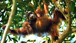 Tabin Rainforest Lodge, Borneo's newest Wildlife Paradise