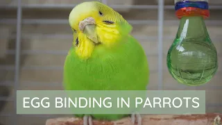 Egg Binding in Pet Birds | Causes, Prevention, Symptoms, and Treatment