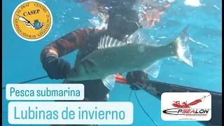 PESCA SUBMARINA, lubinas de invierno