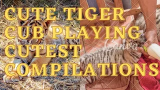 Cute Tiger Cubs Playing   CUTEST Compilation