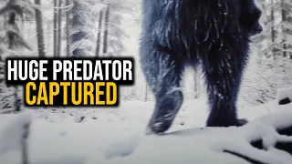 GIANT PREDATOR WALKS ON HIDDEN TRAIL CAM!