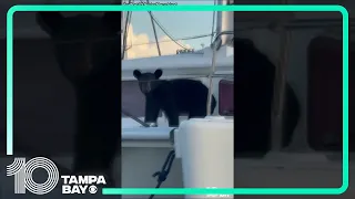 Bear wanders around on boat in Florida