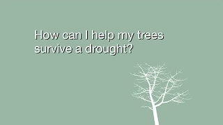 How can I help my trees survive a drought?