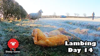 WILL THIS SHEEP COME BACK FOR HER LAMBS?  |  Vlog 14 - Lambing 2021