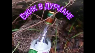 Приколы с животными.Ёжик в дурмане