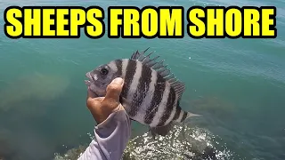 Now Is The Time For Catching Sheepshead From Land At The Jetties