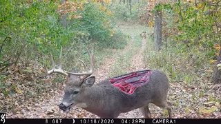 Zombie whitetail buck in Southern Illinois with massive wound