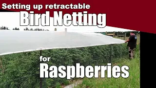 How to set up Bird Netting for Raspberries