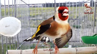 goldfinch singing. This bird has no equal