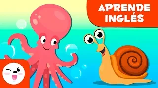 Los moluscos para niños EN INGLÉS - Animales invertebrados - Ciencias naturales para niños