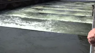 Salmon Fish Ladder at the Bonneville Dam and Salmon Swimming up the Ladder