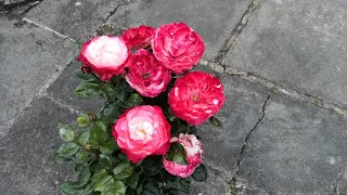 Rosa Nostalgia Rose (Hybrid Tea)