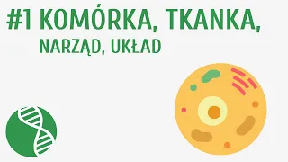 Komórka, tkanka, narząd, układ #1 [ Homeostaza ]