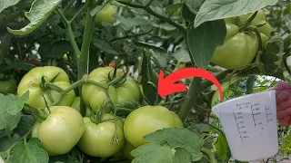 Double the yield of tomatoes with the Yeast Solution! 100% BIO fertilizer