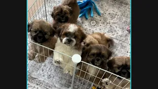 Opal, Alphie, Chopper, Ruby, Molly and Lucky!  Shichon Puppies at 8 weeks!