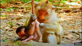 Full Day Long Video Of Newborn Tilly at The 3rd Day | Real Primate