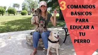 CÓMO EDUCO A MI PERRO- 3 comandos básicos : Tips by Natalia Ospina