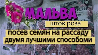 Мальва (шток роза). Посев семян на рассаду двумя лучшими способами.