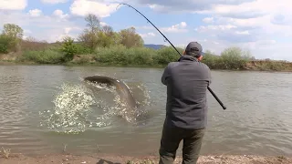 Pecanje soma, bele ribe i šarana na Zapadnoj Moravi kod Kraljeva FULL VIDEO Fishing catfish on river