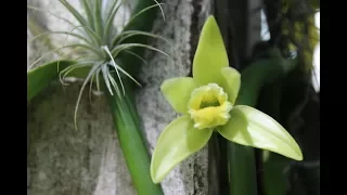 Орхидея Ваниль В Цвету! Vanilla planifolia orchid.