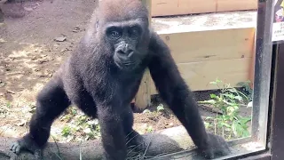 Little gorilla Kintaro enjoys being pushed down by his father Momotaro.    Gorilla .Kyoto Zoo
