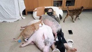 Pigs and cats stopping their owner from gaming addiciton [GGNN] Mini-Pig