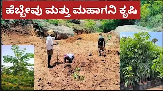 ಹೆಬ್ಬೇವು ಮತ್ತು ಮಹಾಗನಿ ಕೃಷಿ  (Hebbevu and Mahagony farming)