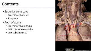 Superior Mediastinum