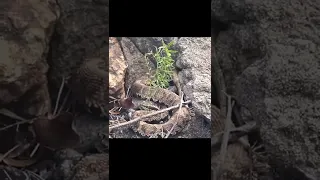 독사에게 물린 고양이 !!쇠살모사 cat vs poison snake