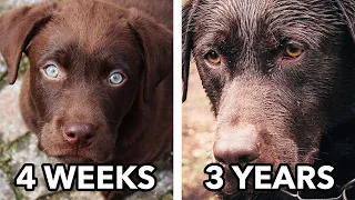 From Puppy to Dog | A Labrador Story