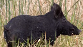 GIANT WILD BOAR Catch & Cook (Smoked Ham Pot Roast )