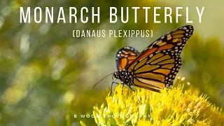 Monarch Butterfly (Danaus plexippus) 🦋