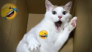 🐱😹 Funny Dog And Cat Videos 😅🙀 Funny Animal Moments 2024 #14