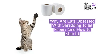 Why Are Cats Obsessed With Shredding Toilet Paper? (and How to Stop It)